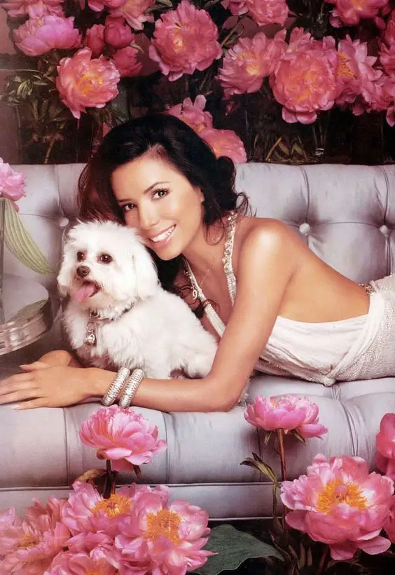 Eva Longoria lying on its stomach in the couch with her arms around her Bichon Frise in front of her