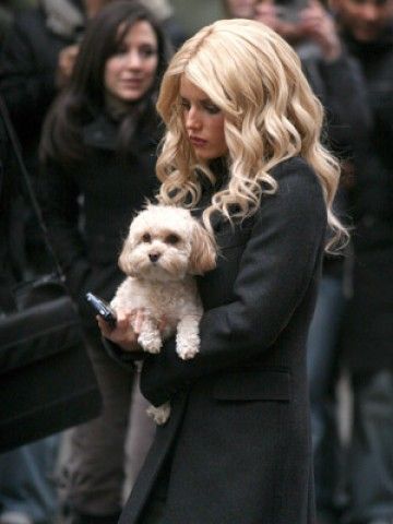 Jessica Simpson walking while carrying her Bichon Frise