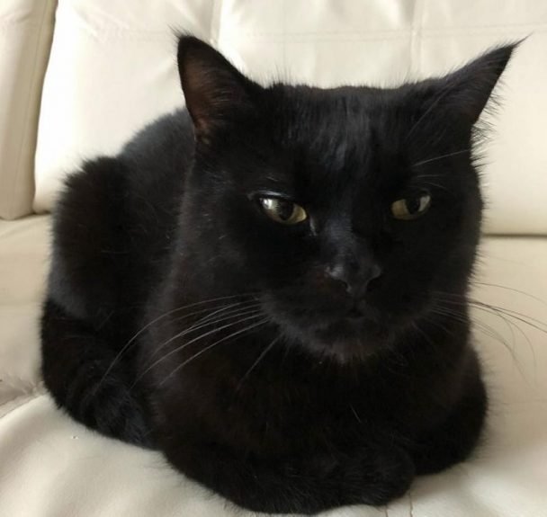 70 Scary Halloween Cat Names - The Paws