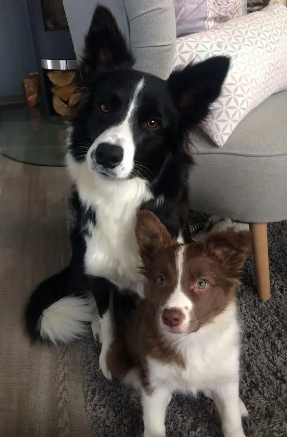 two Border Collies sitting on the floor