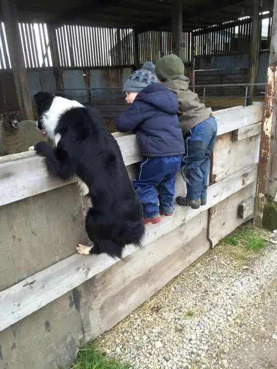 Border Collie climnng on the fence with two kids
