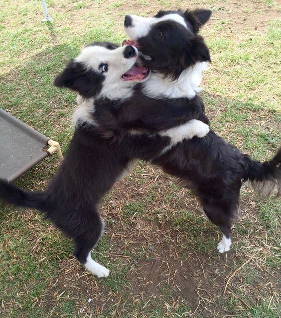 two Border Collies playing with its other