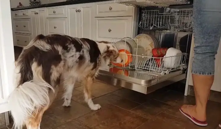 Border Collies licking the dishes on the dishwasher
