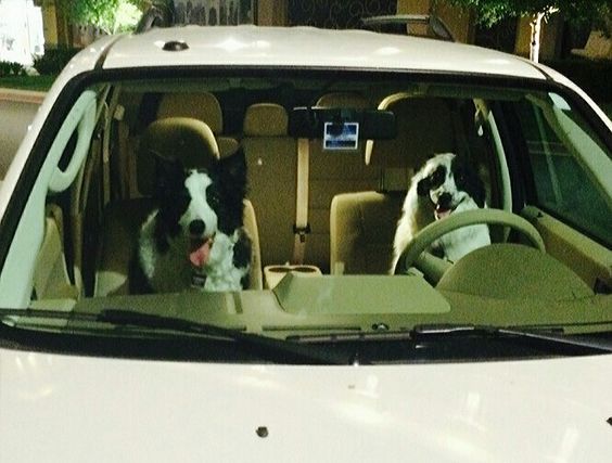 two Border Collies inside the car