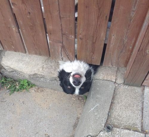 Border Collie on the bottom of the fence