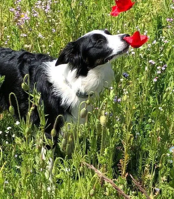 Border Collie smelling the flower