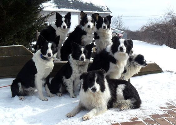 Border Collies sitting outdoors in snow