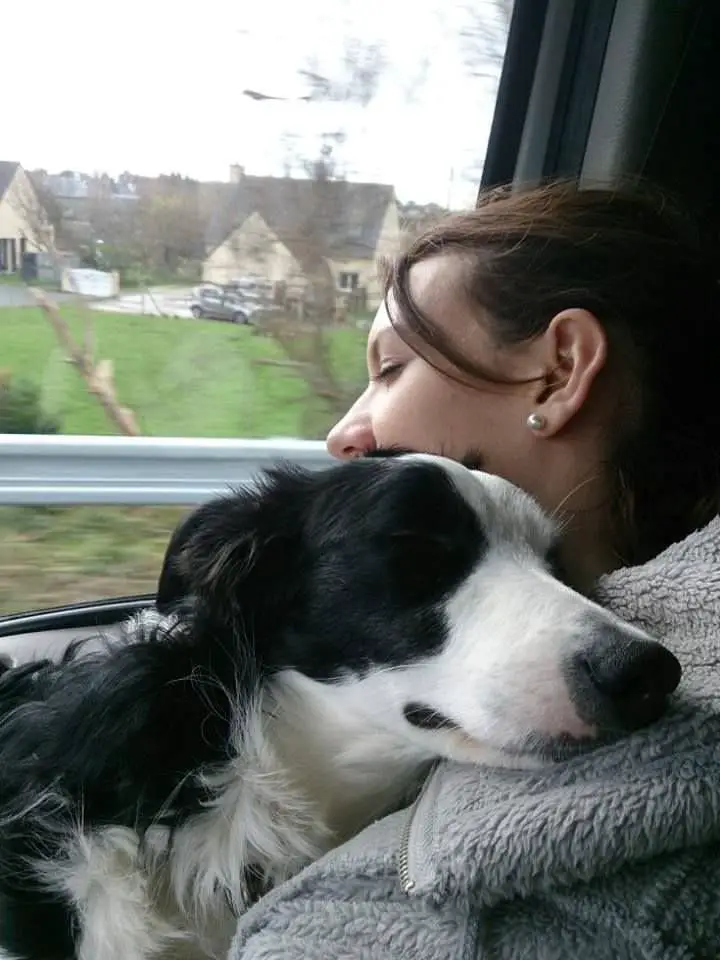 Border Collie dog sleeping on the shoulders of its human on the car