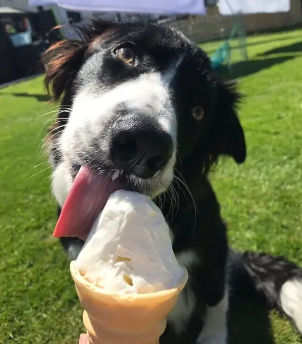 Border Collie dog licking icecream at the park