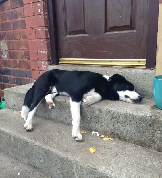 Border Collie sleeping on the stairs outdoors
