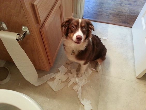 Border Collie sitting on the floor with torn tissue paper on around