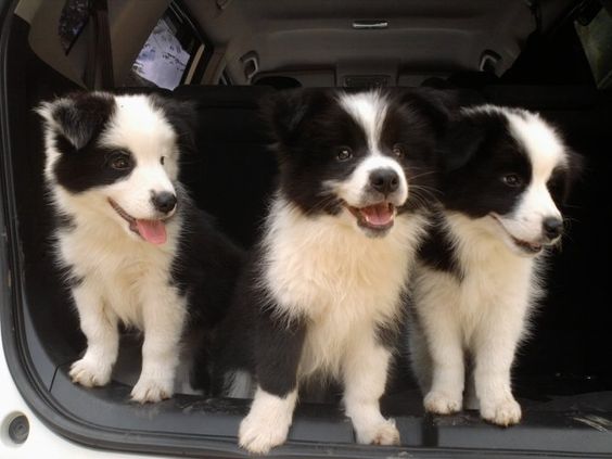 Border Collie puppies at the back of the car