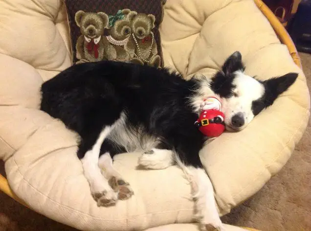 Border Collie sleeping on its bed with its santa toy
