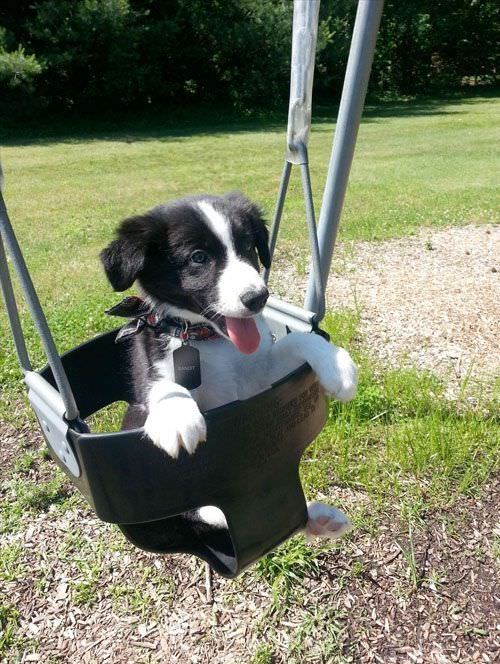 Border Collie puppy in swing