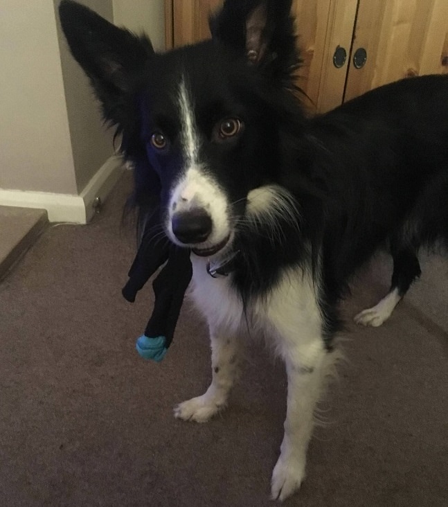 Border Collie with toy on its mouth