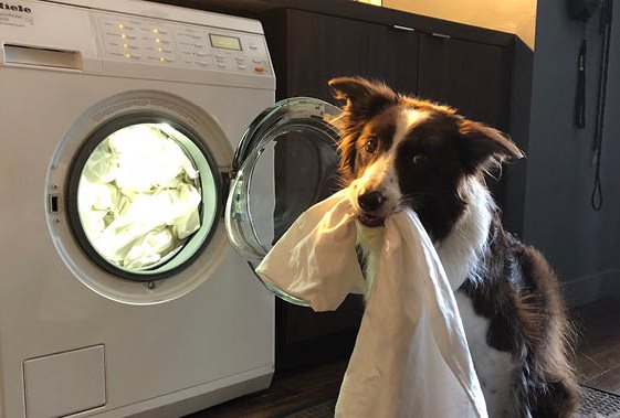 Border Collie with fabric on its moth in front of the washing machine