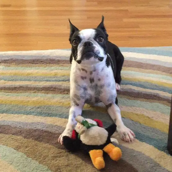 37 Best Toys for Boston Terriers The Paws