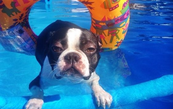 boston terriers toys swimming