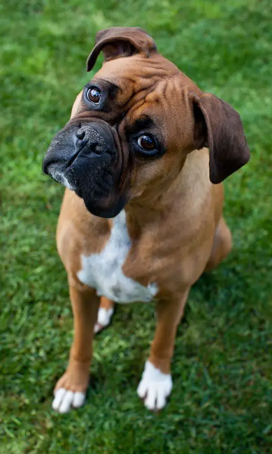 Boxer dog sitting on the grass