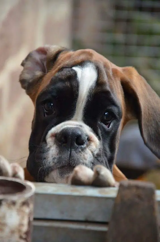 Boxer dog with sad eyes