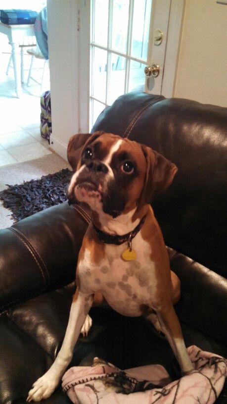 Boxer Dog sitting on the sofa