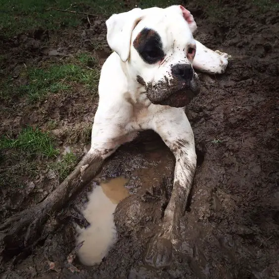 white Boxer Dog in mud