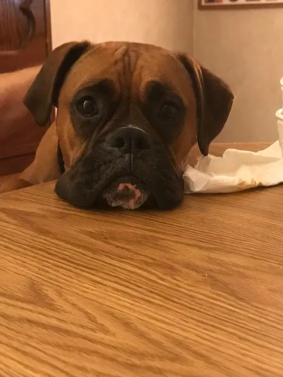 Boxer Dog face on the table with a begging face