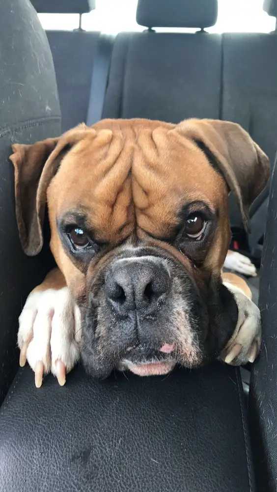 Boxer Dog in the car with an angry face
