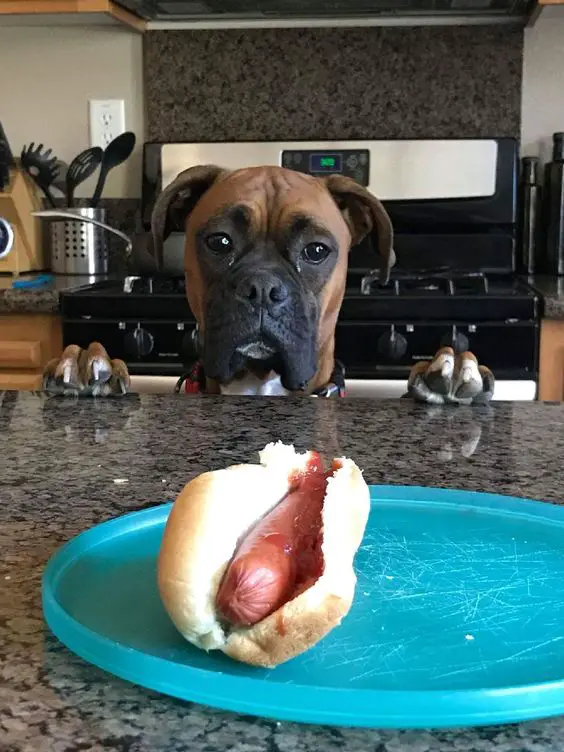 Boxer Dog looking at the hotdog sandwich