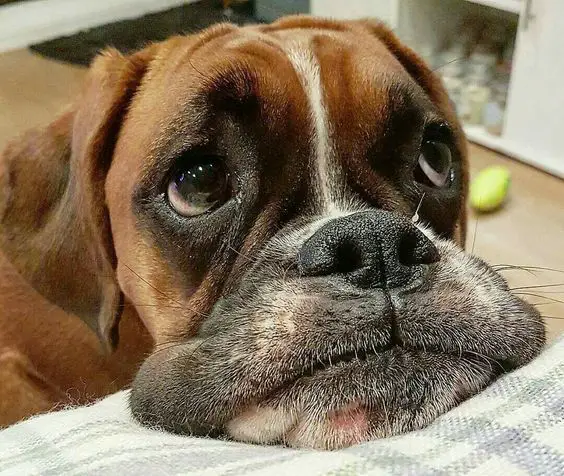 Boxer Dog face with a sad face