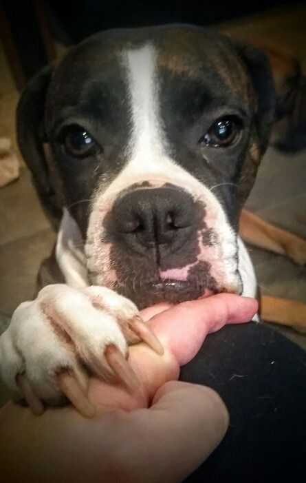 Boxer Dog with its hands on its owner and with its begging