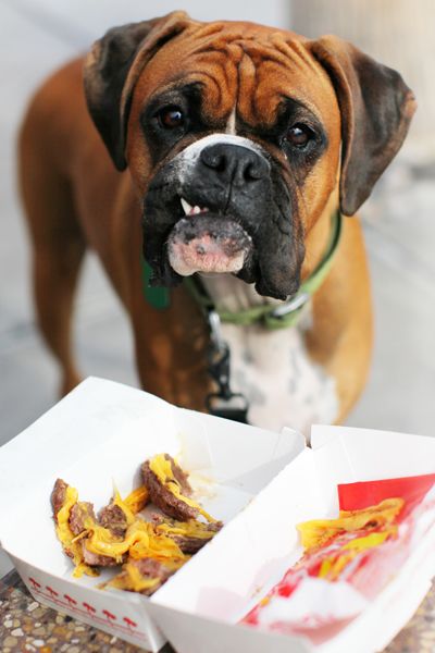 Boxer Dog in front of a food with its sad face