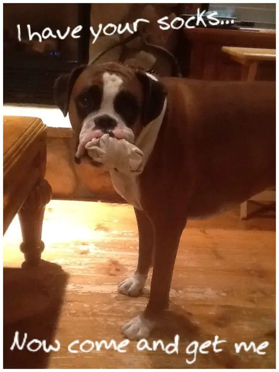 Boxer Dog with socks on its mouth
