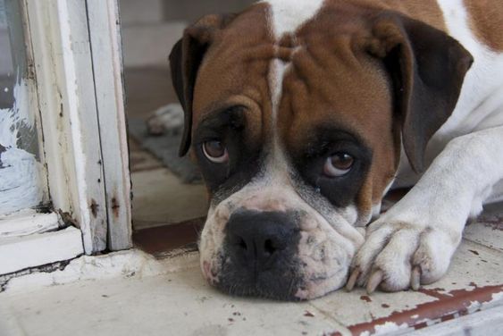 Boxer Dog with a sad face