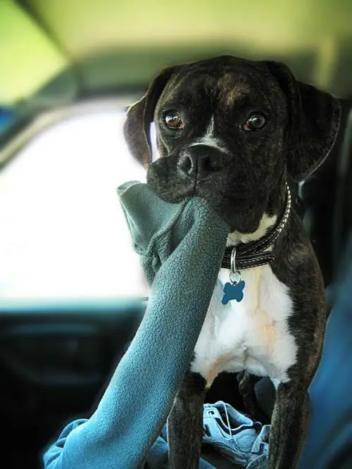Boxer Dog with a long sock in its mouth