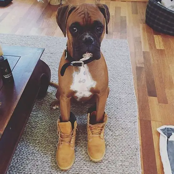 Boxer Dog sitting on the floor wearing shoes
