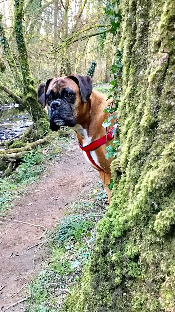 Boxer Dog behind the tree with a suspicious face