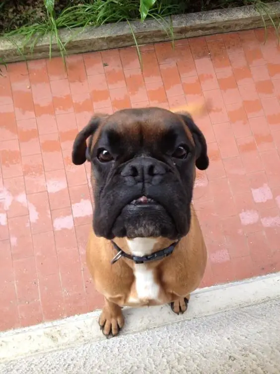 Boxer dog looking up with its begging face