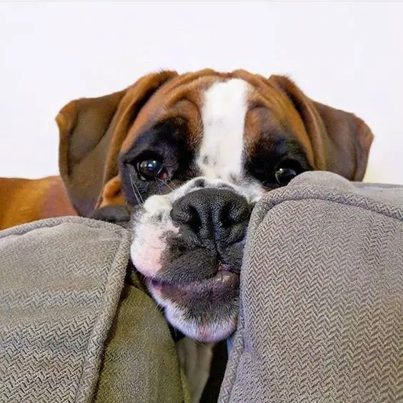 Boxer dog face in between the pillows