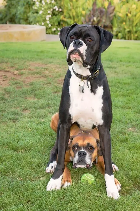 Boxer Dog sitting on top of another boxer dog