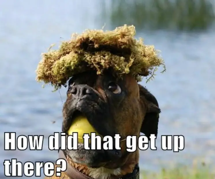 Boxer Dog with a moss on top of its head and a ball in its mouth photo with a text 