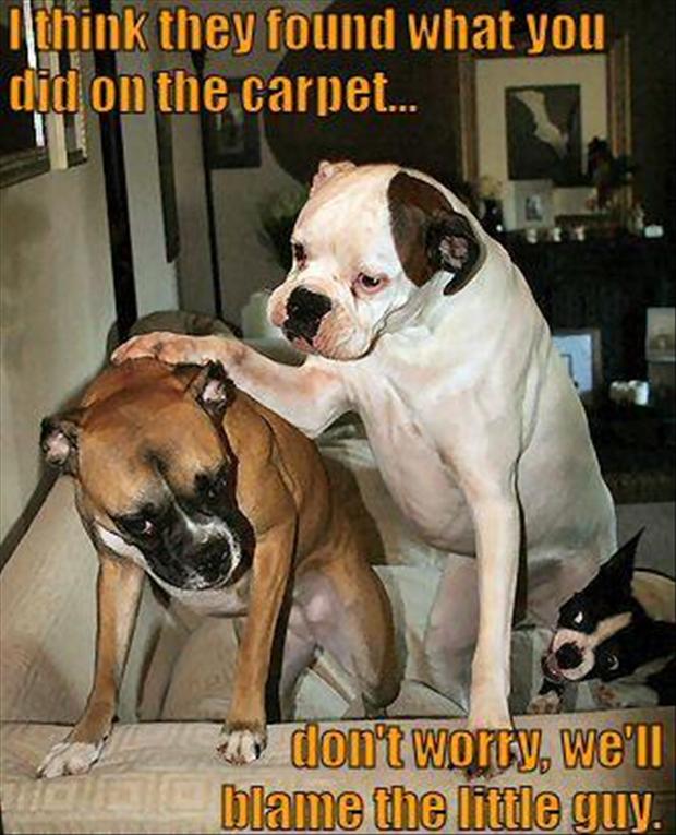 sad Boxer Dog standing on the couch while being touched on back with a another dog and a small dog peeking below them photo with a text 