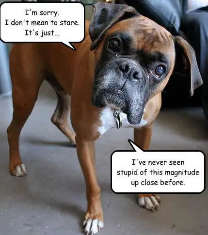 Boxer Dog standing on the floor while staring and tilting its head photo with a text 