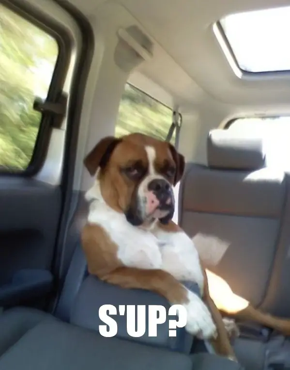 Boxer Dog sitting on the backseat with its grumpy face photo with a text 