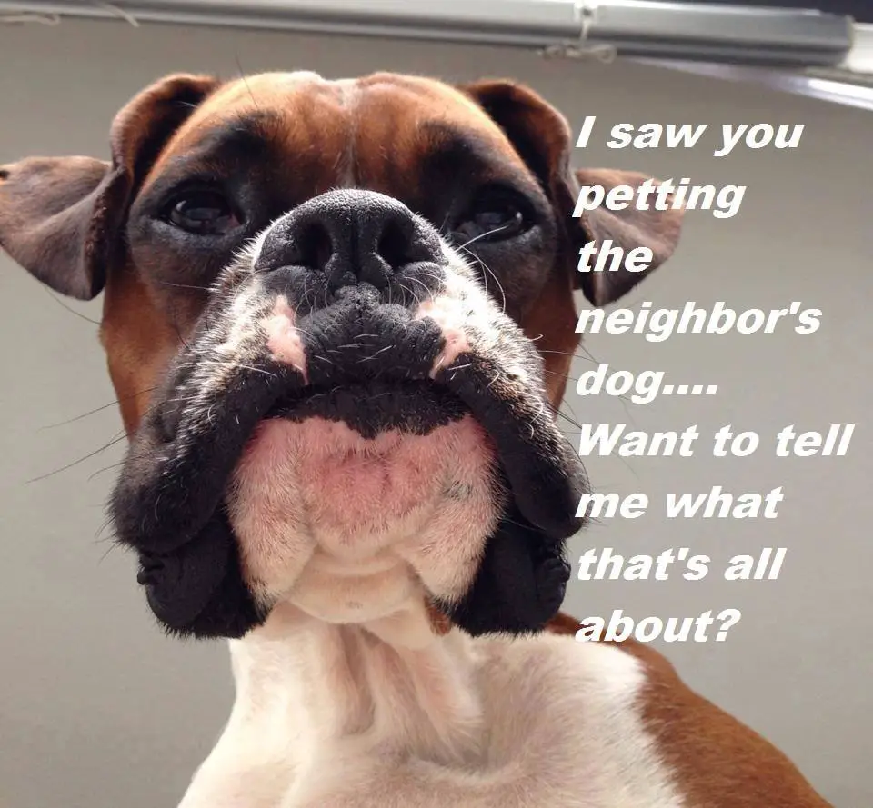 furious face of a Boxer Dog photo with a text 