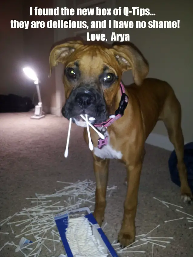 Boxer Dog Q-Tips in its mouth while standing on the floor in front of the box of Q-tips photo with a text 