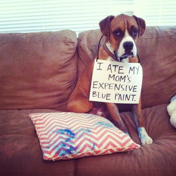 Boxer Dog sitting on the couch wearing a note 