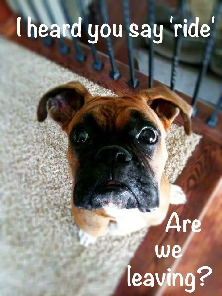Boxer Dog sitting on the floor behind the fence while looking up with its curious face photo with a text 