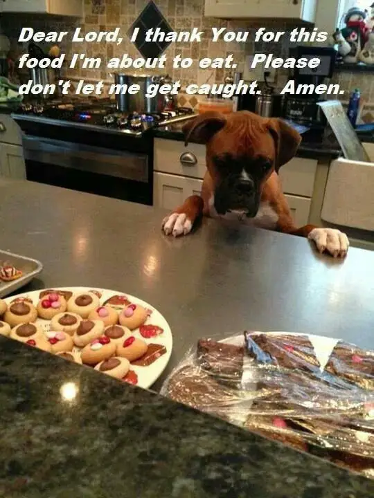 Boxer Dog standing up across the table while staring at the food photo with a text 