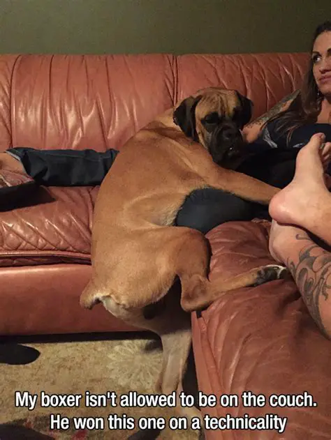 Boxer Dog hanging on the couch while hugging the lap of a woman photo with a text 
